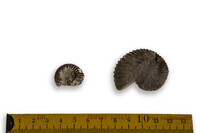 F 02088
<br/>
<br/>
<em></em>